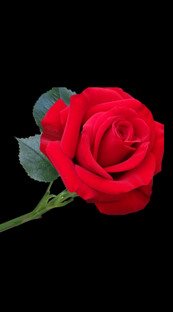 Valentine